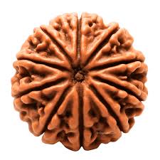Rudraksha